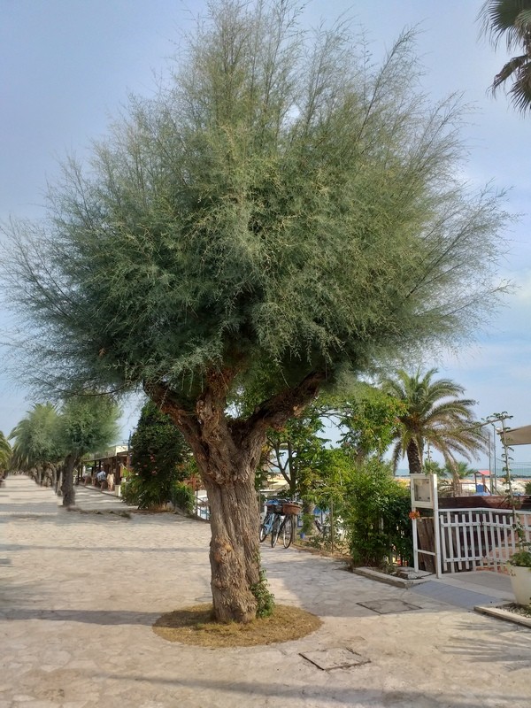 Tamarix sp.